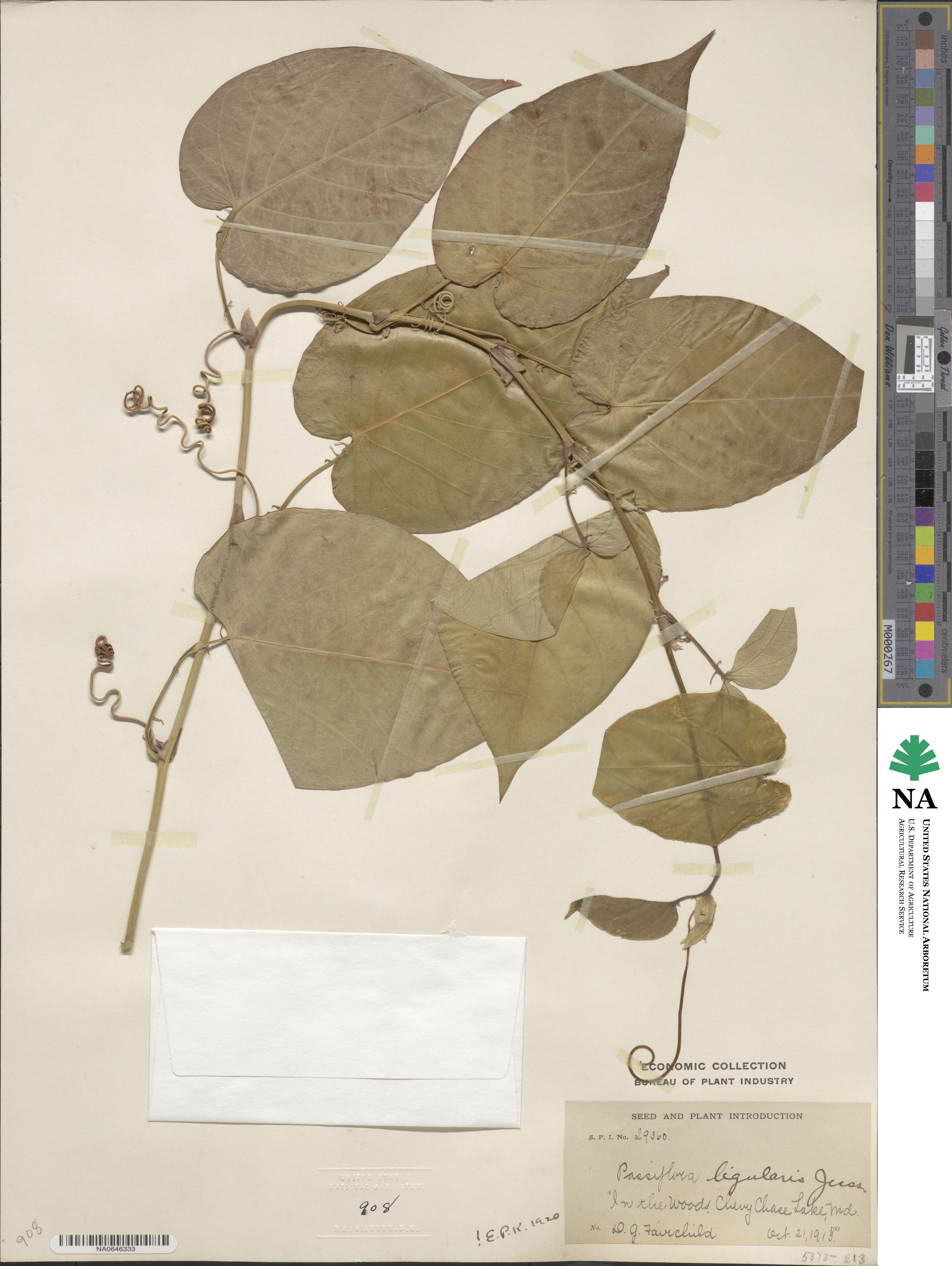 Passiflora ligularis image