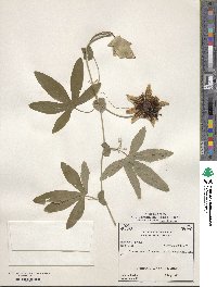 Passiflora caerulea image