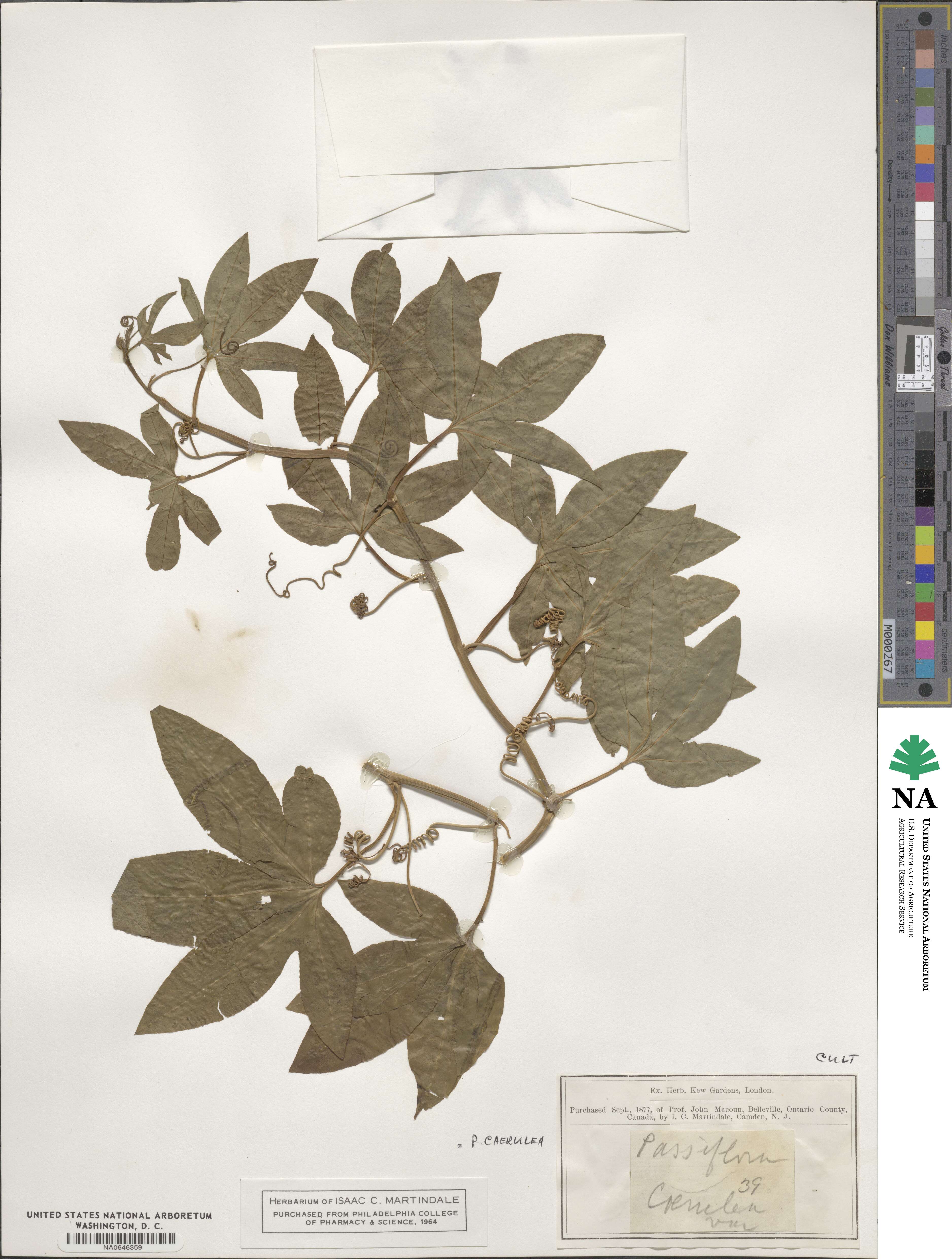 Passifloraceae image