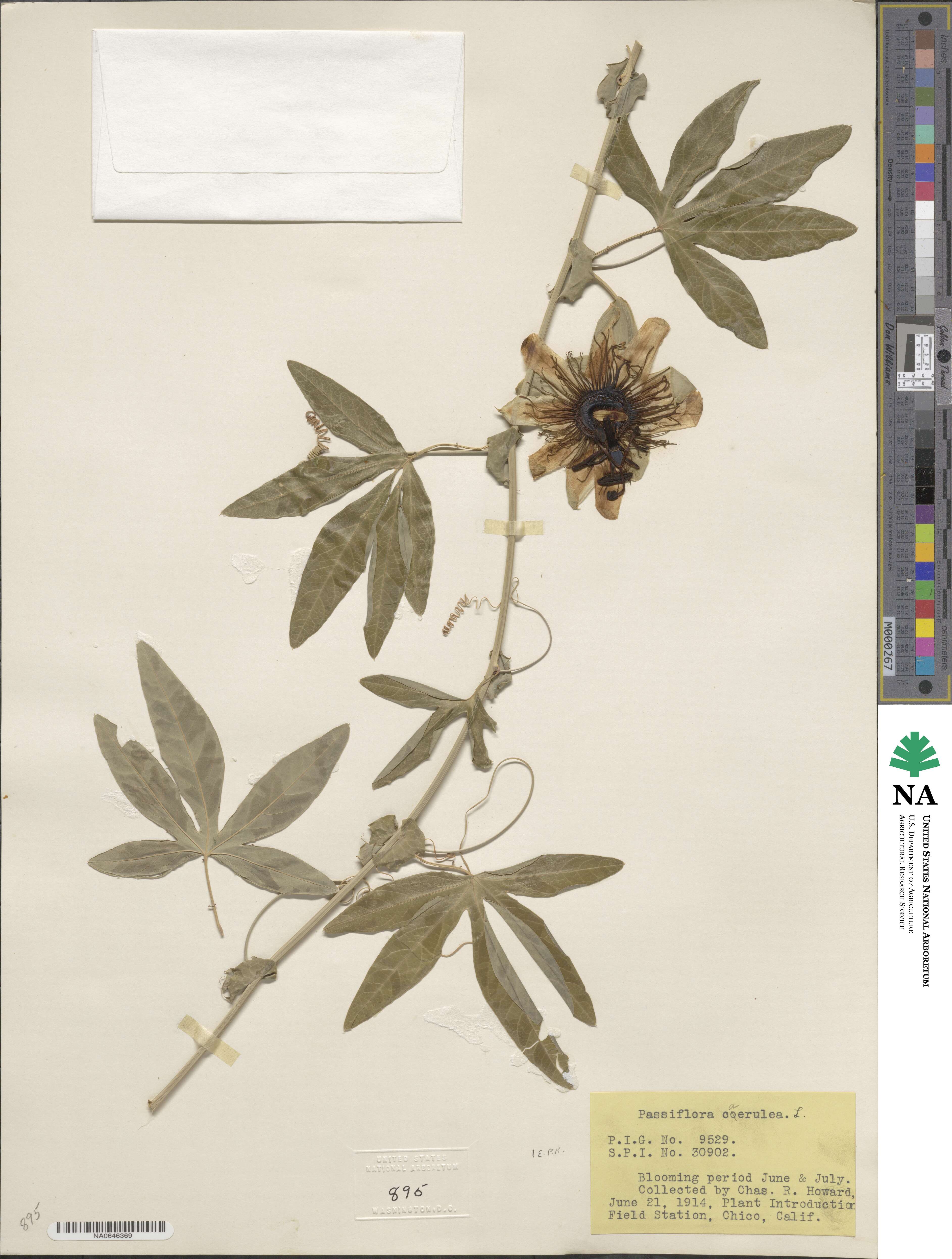 Passiflora caerulea image