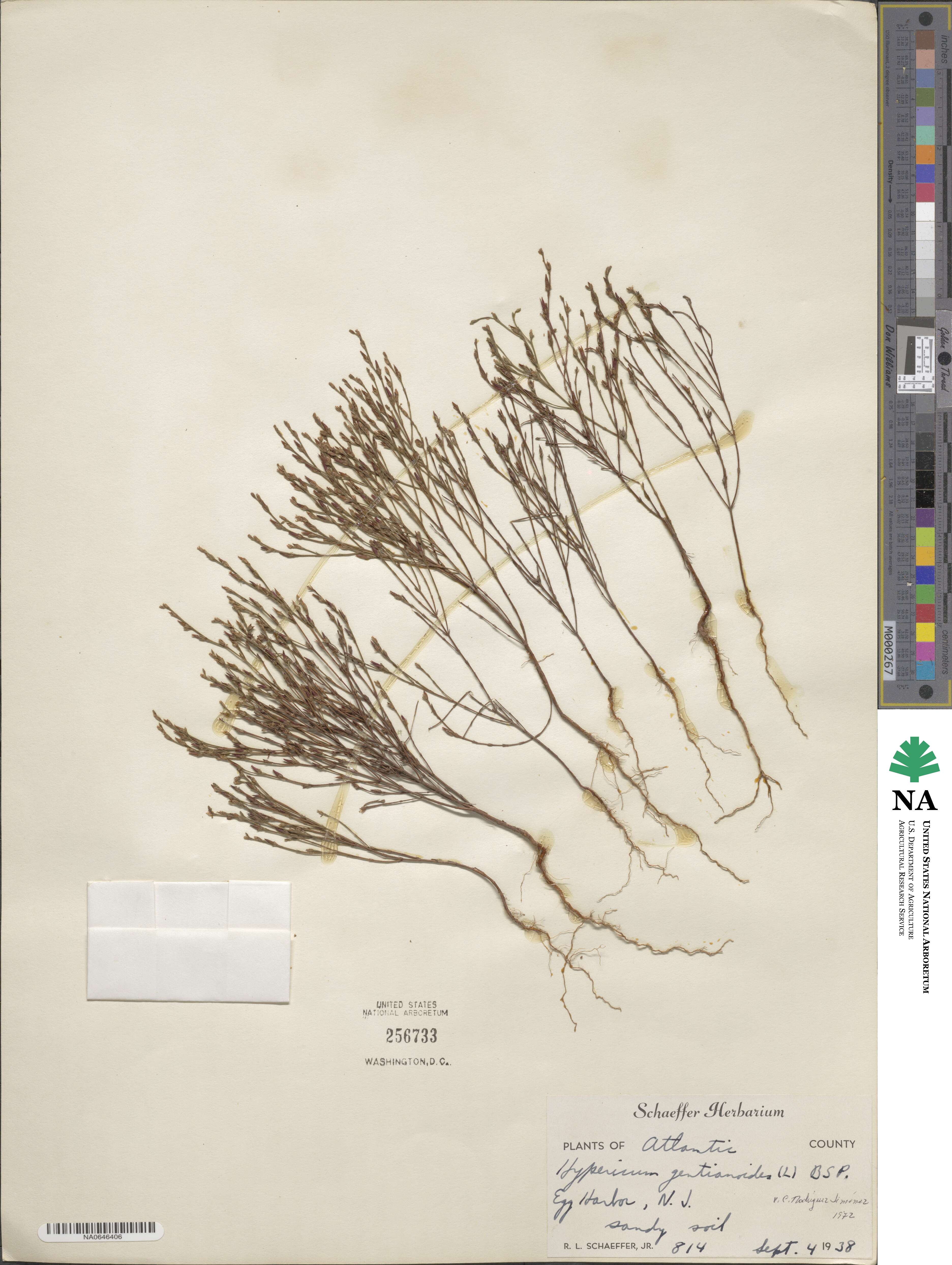 Hypericum gentianoides image