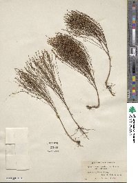 Hypericum gentianoides image