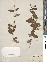 Hypericum graveolens image