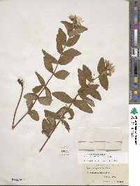 Hypericum graveolens image