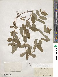 Hypericum graveolens image