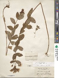 Hypericum graveolens image