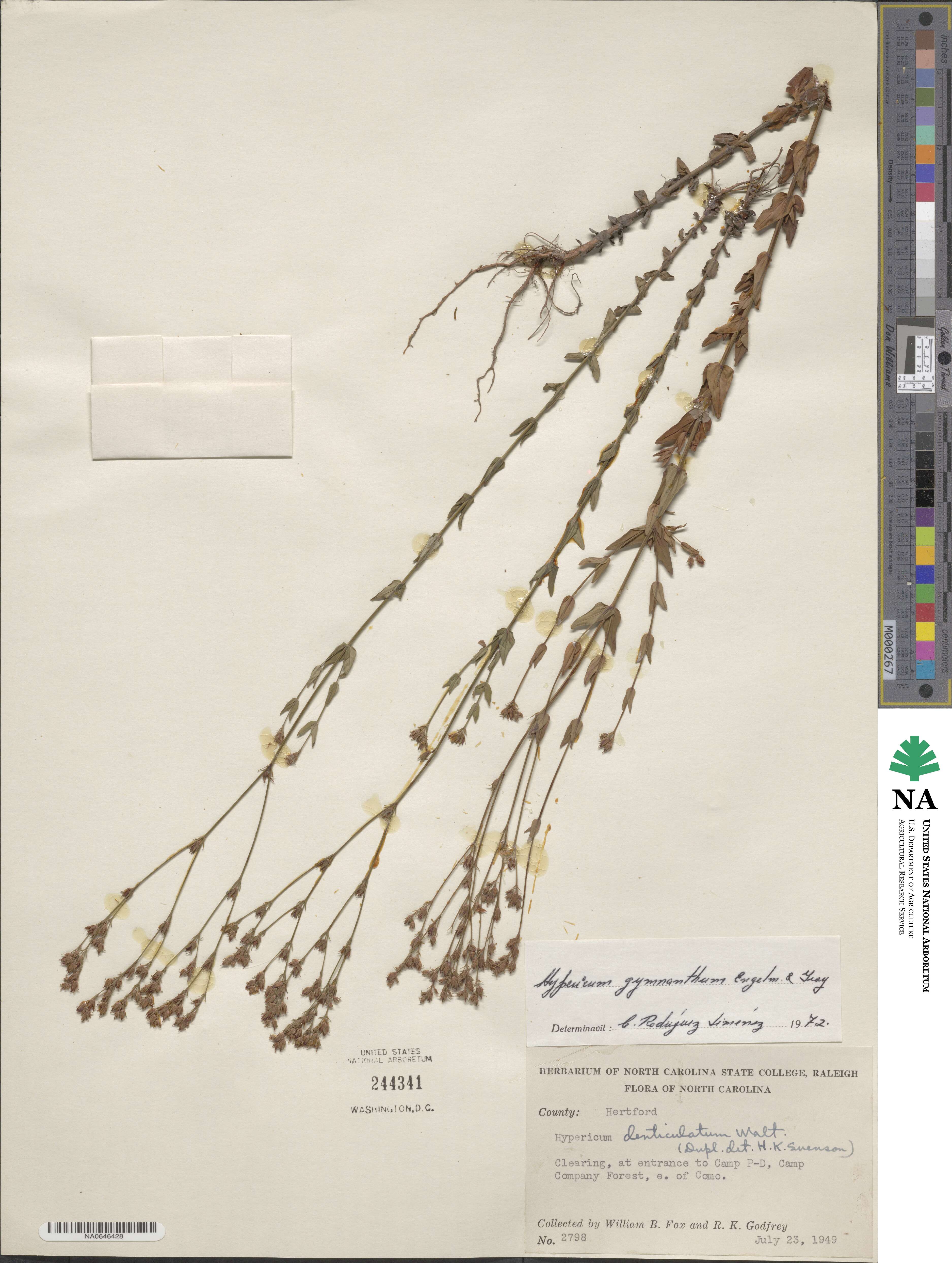 Hypericum gymnanthum image
