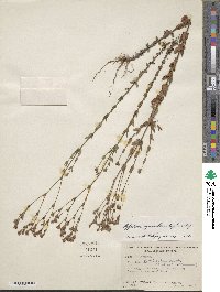 Hypericum gymnanthum image