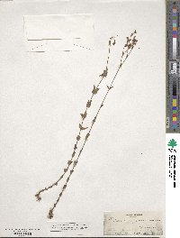 Hypericum gymnanthum image
