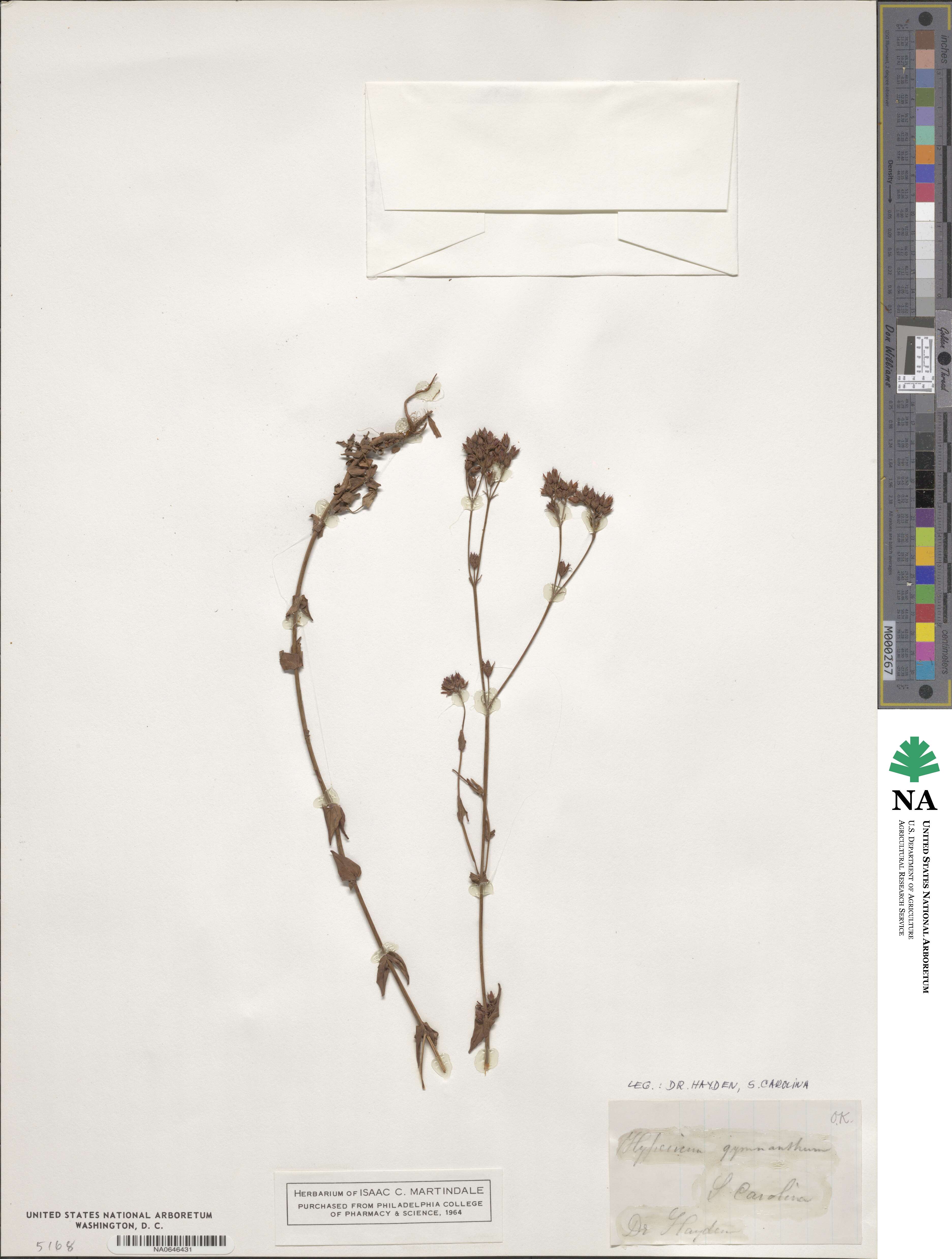 Hypericum gymnanthum image