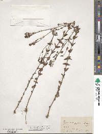 Hypericum gymnanthum image