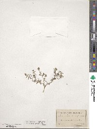 Hypericum humifusum image