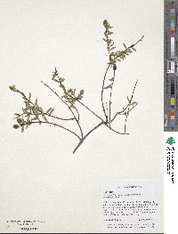 Hypericum hypericoides image