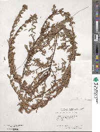 Hypericum hypericoides image