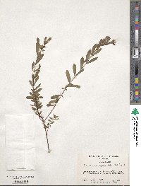 Hypericum hypericoides image