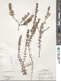 Hypericum hypericoides image