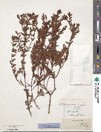 Hypericum hypericoides image