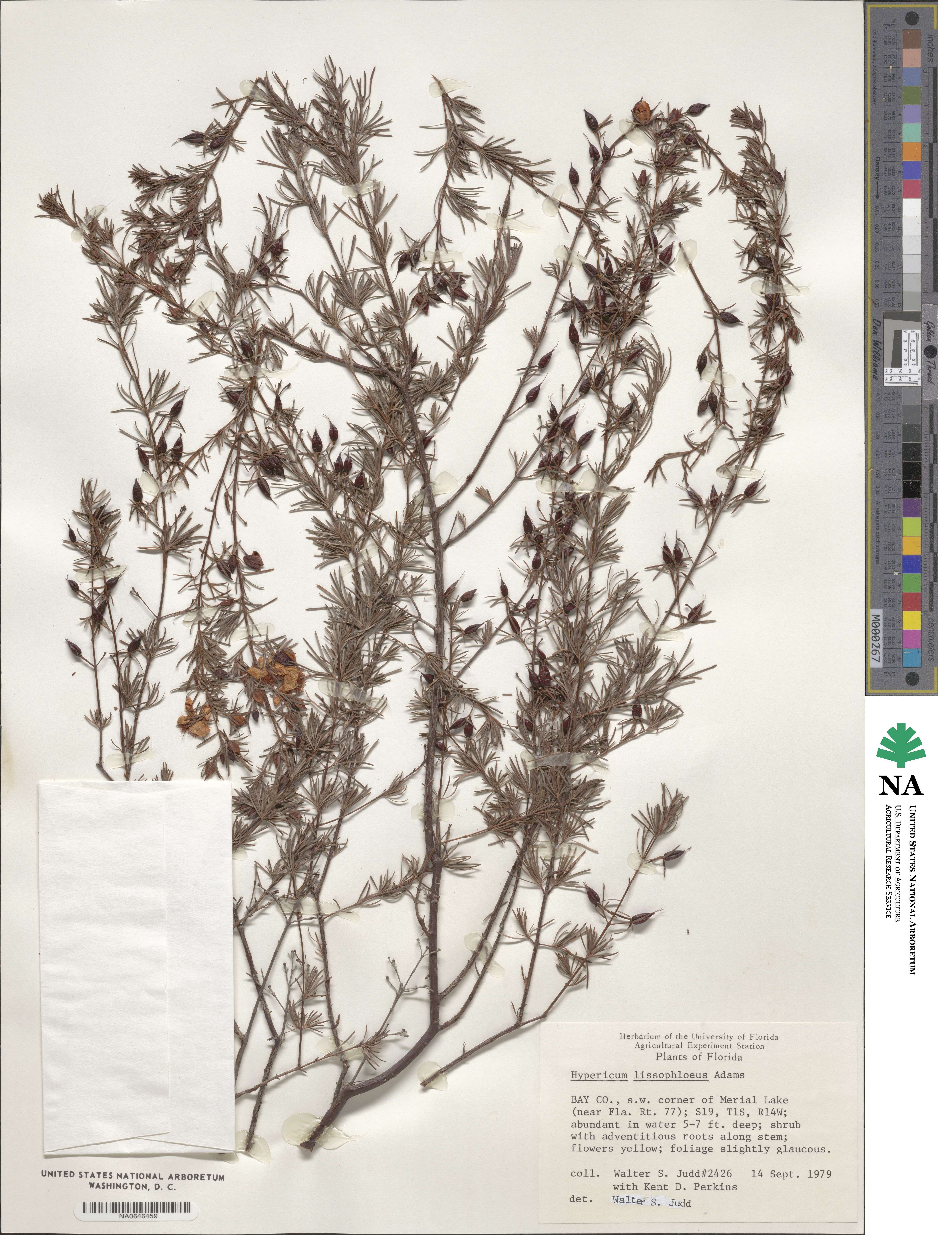 Hypericum lissophloeus image