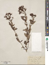 Hypericum lobocarpum image