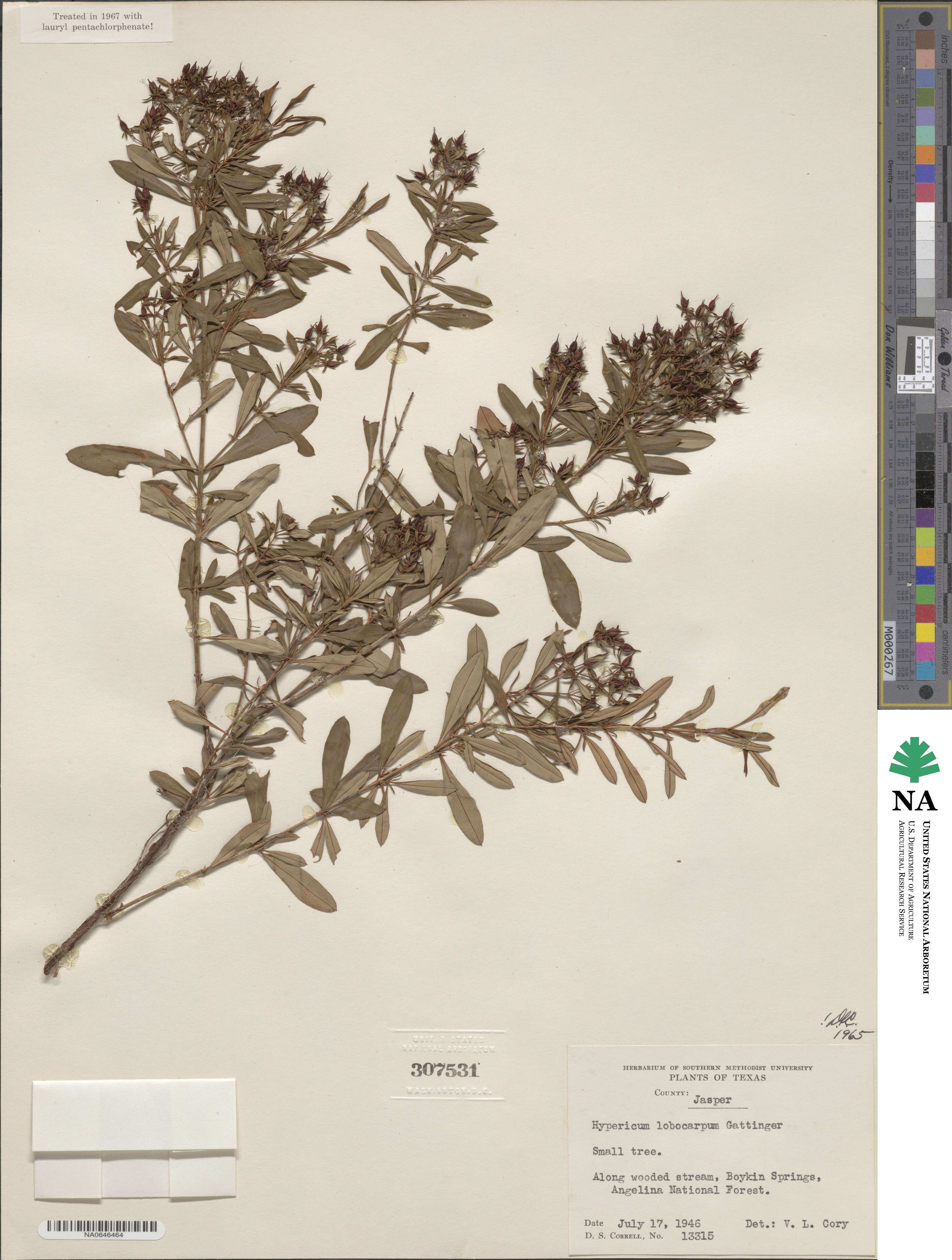 Hypericum lobocarpum image