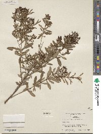 Hypericum lobocarpum image
