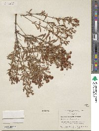Hypericum lobocarpum image