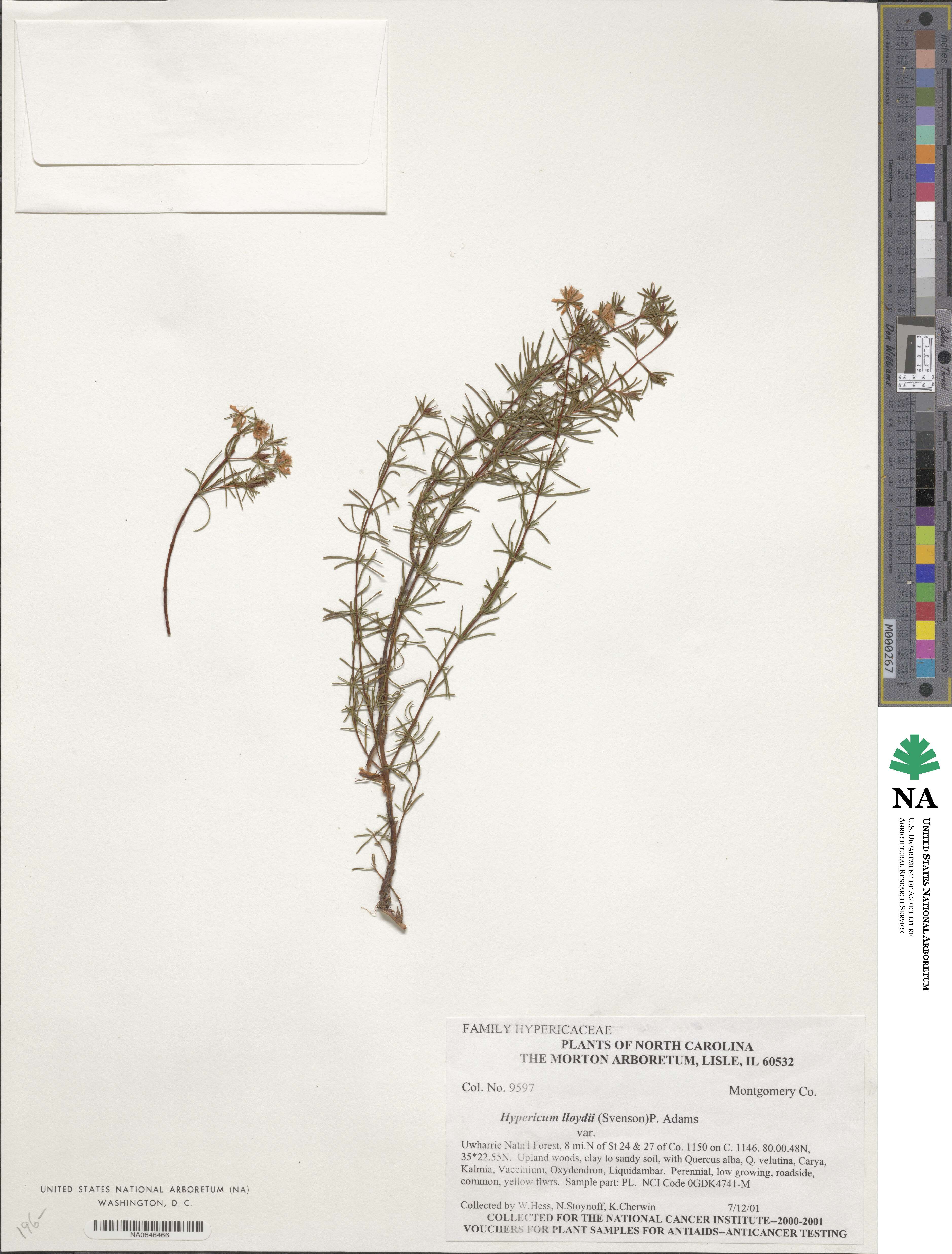 Hypericum lloydii image