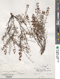 Hypericum lloydii image