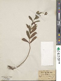 Hypericum maculatum image