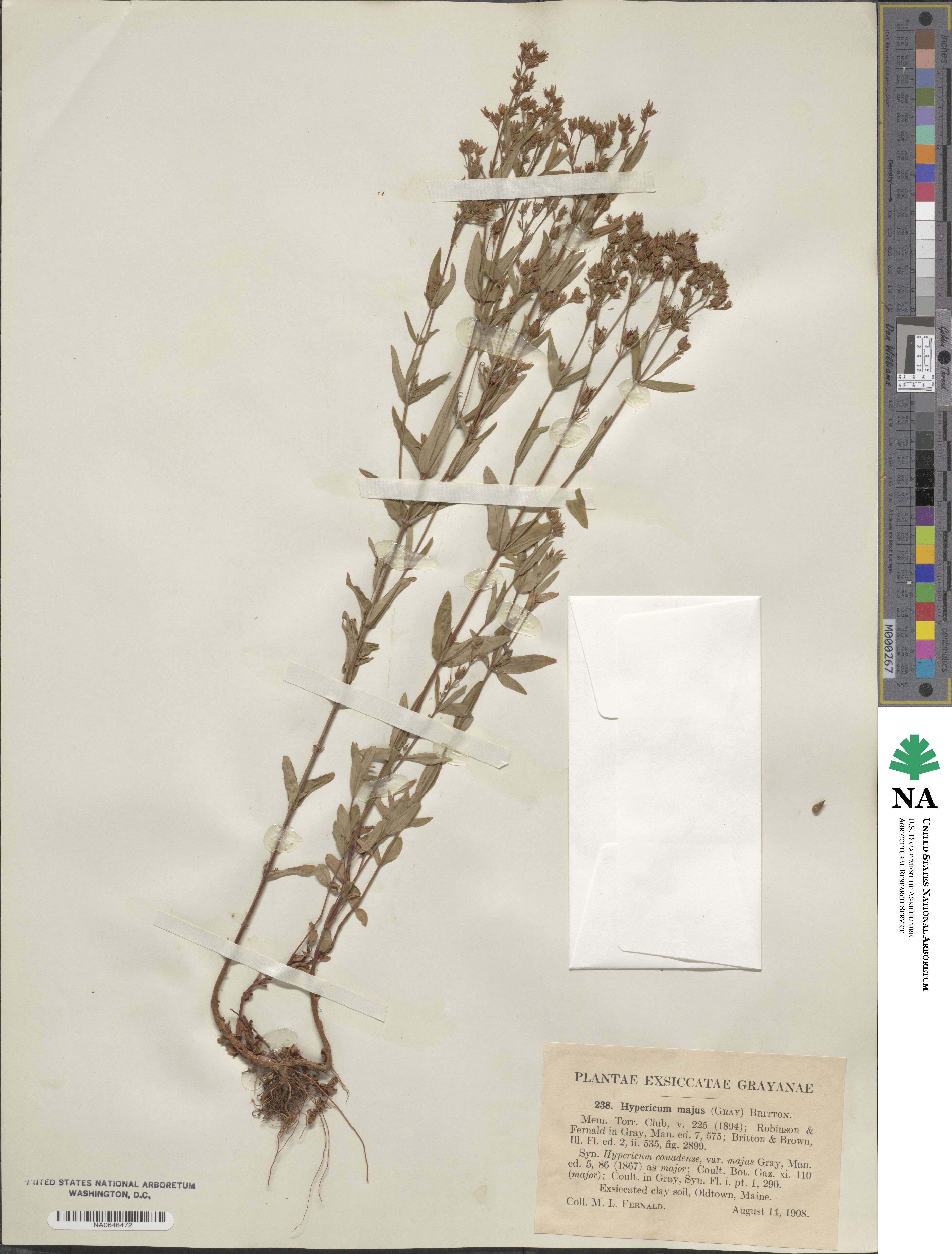 Hypericum majus image