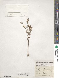 Hypericum majus image
