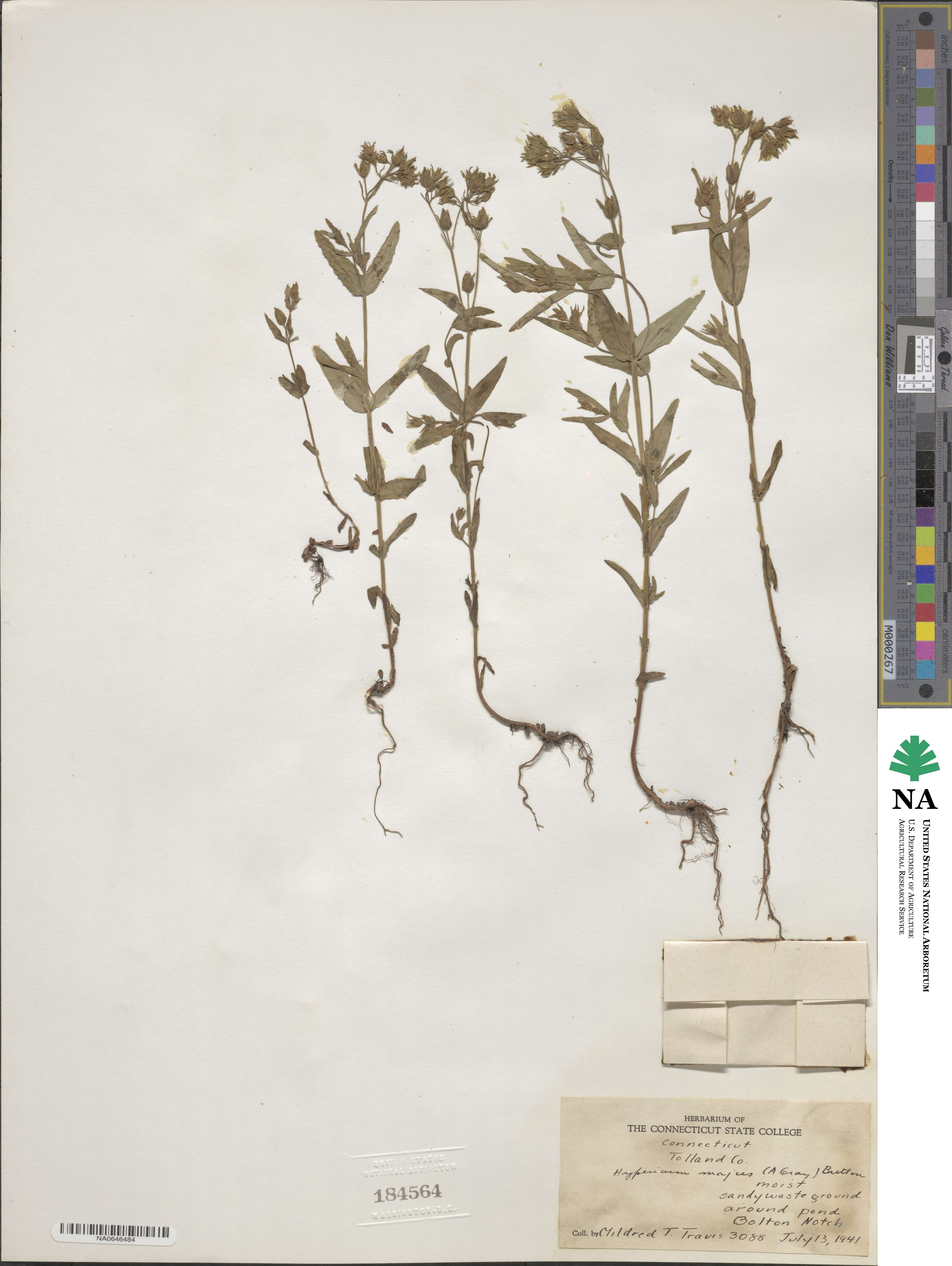 Hypericum majus image