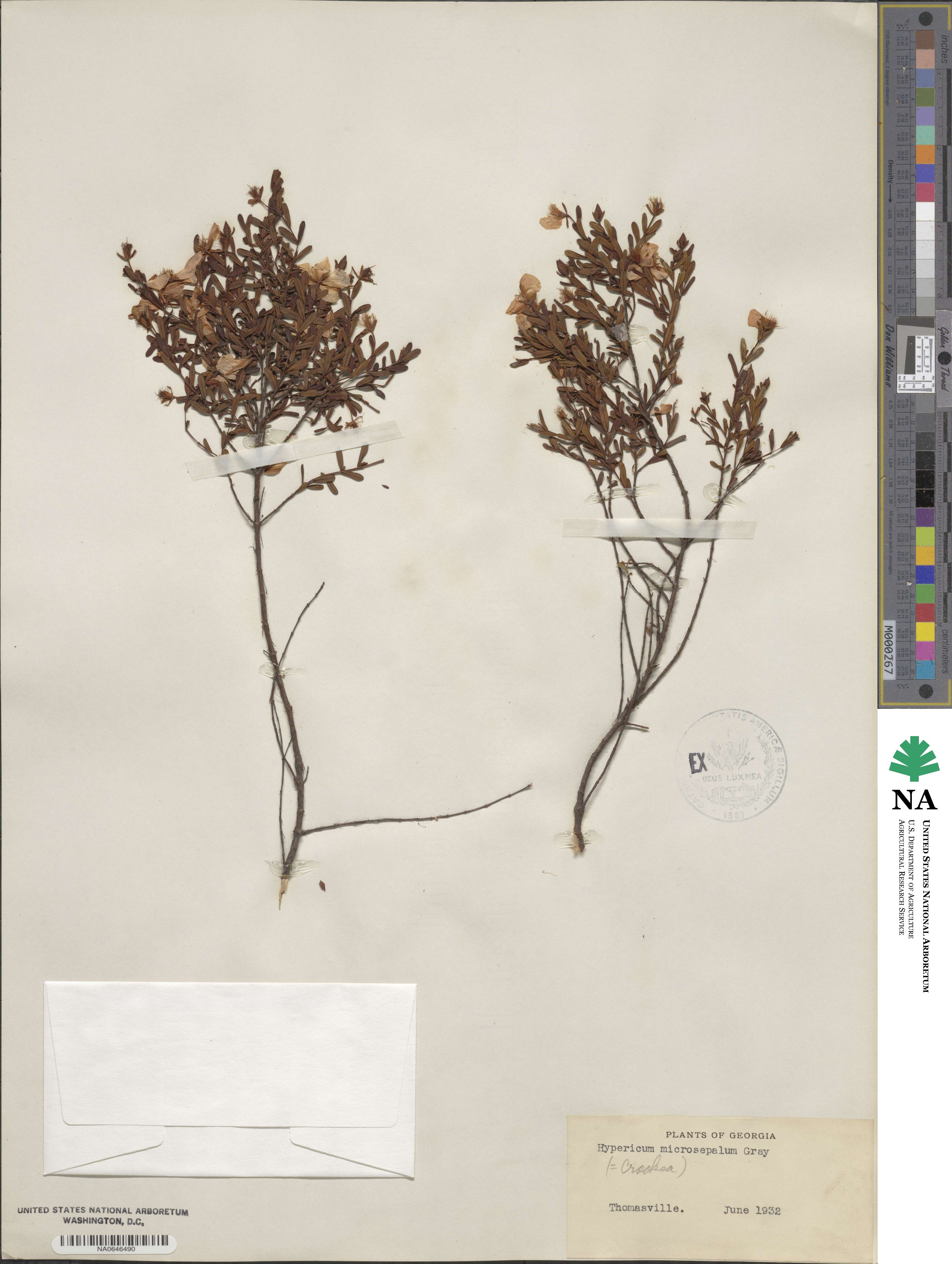 Hypericum microsepalum image