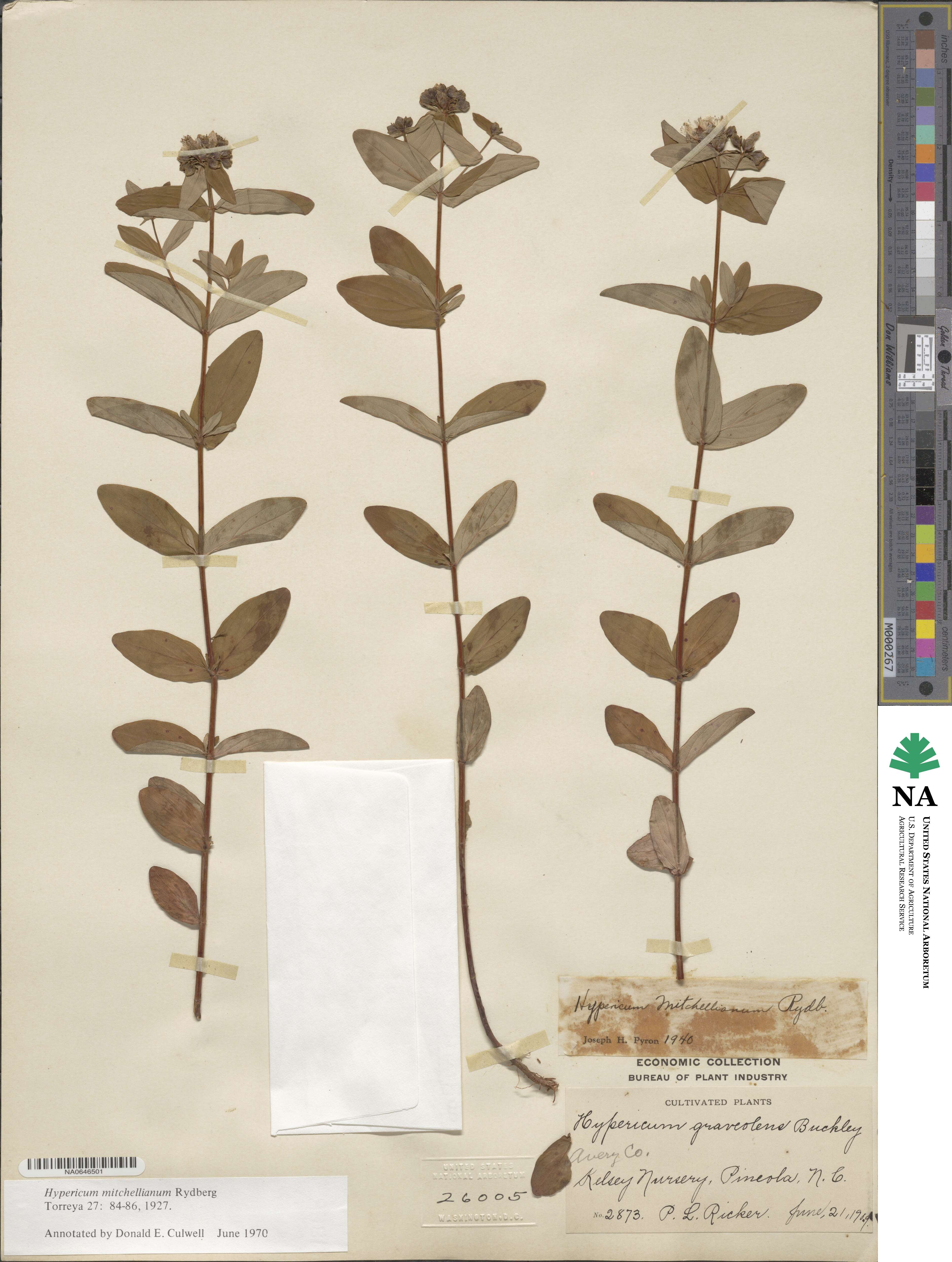 Hypericum × mitchellianum image