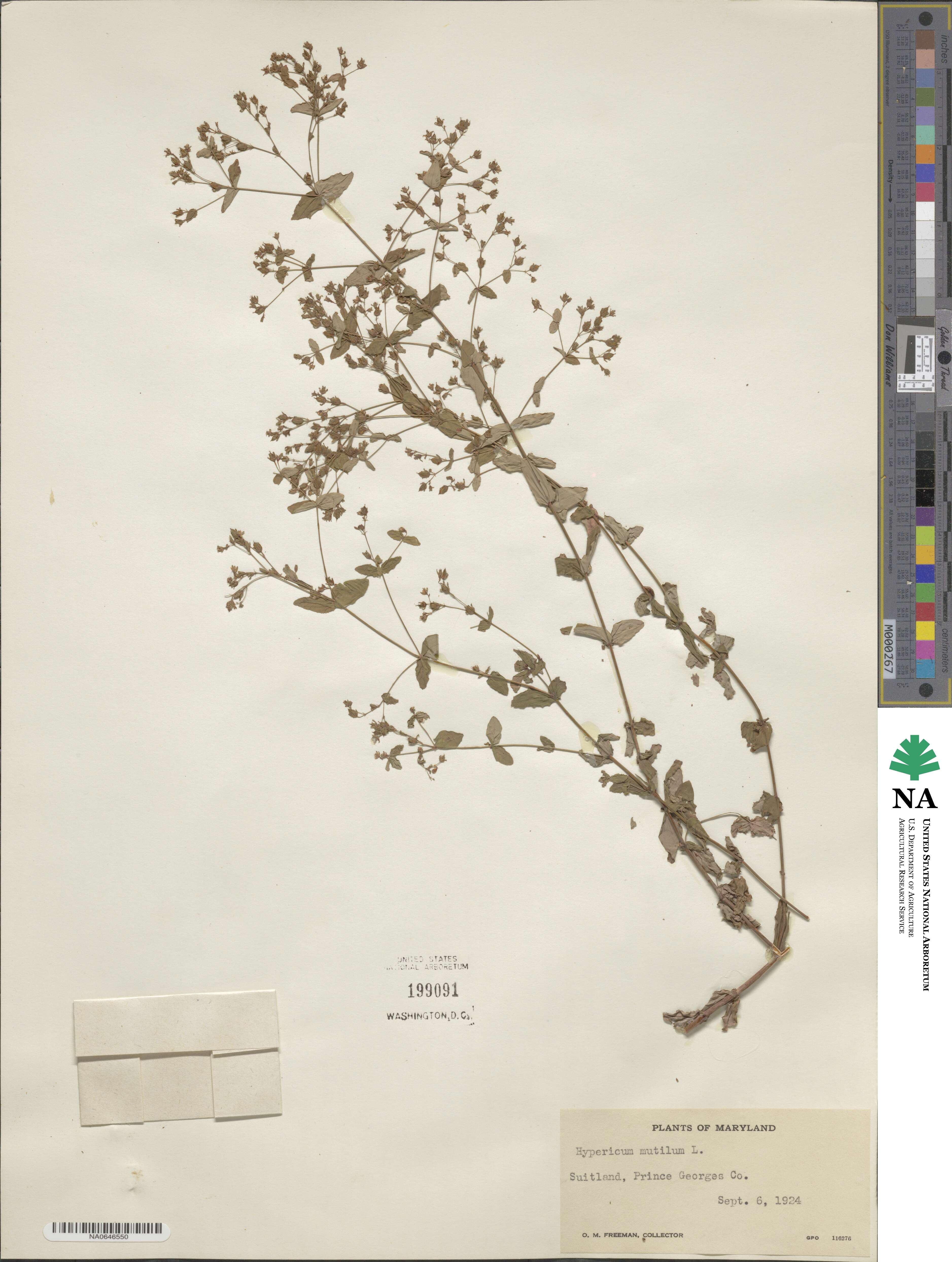 Hypericum mutilum image