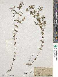 Hypericum mutilum image