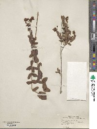 Hypericum myrtifolium image