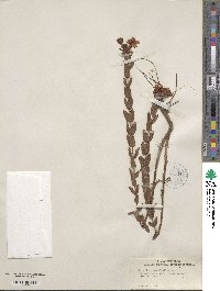 Hypericum myrtifolium image