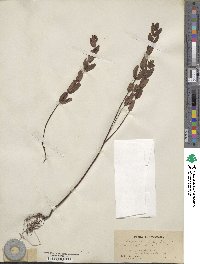 Hypericum myrtifolium image