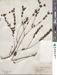 Hypericum myrtifolium image