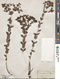 Hypericum myrtifolium image
