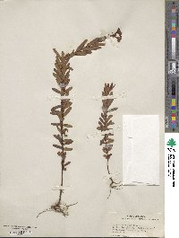 Hypericum myrtifolium image