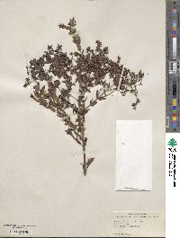 Hypericum myrtifolium image