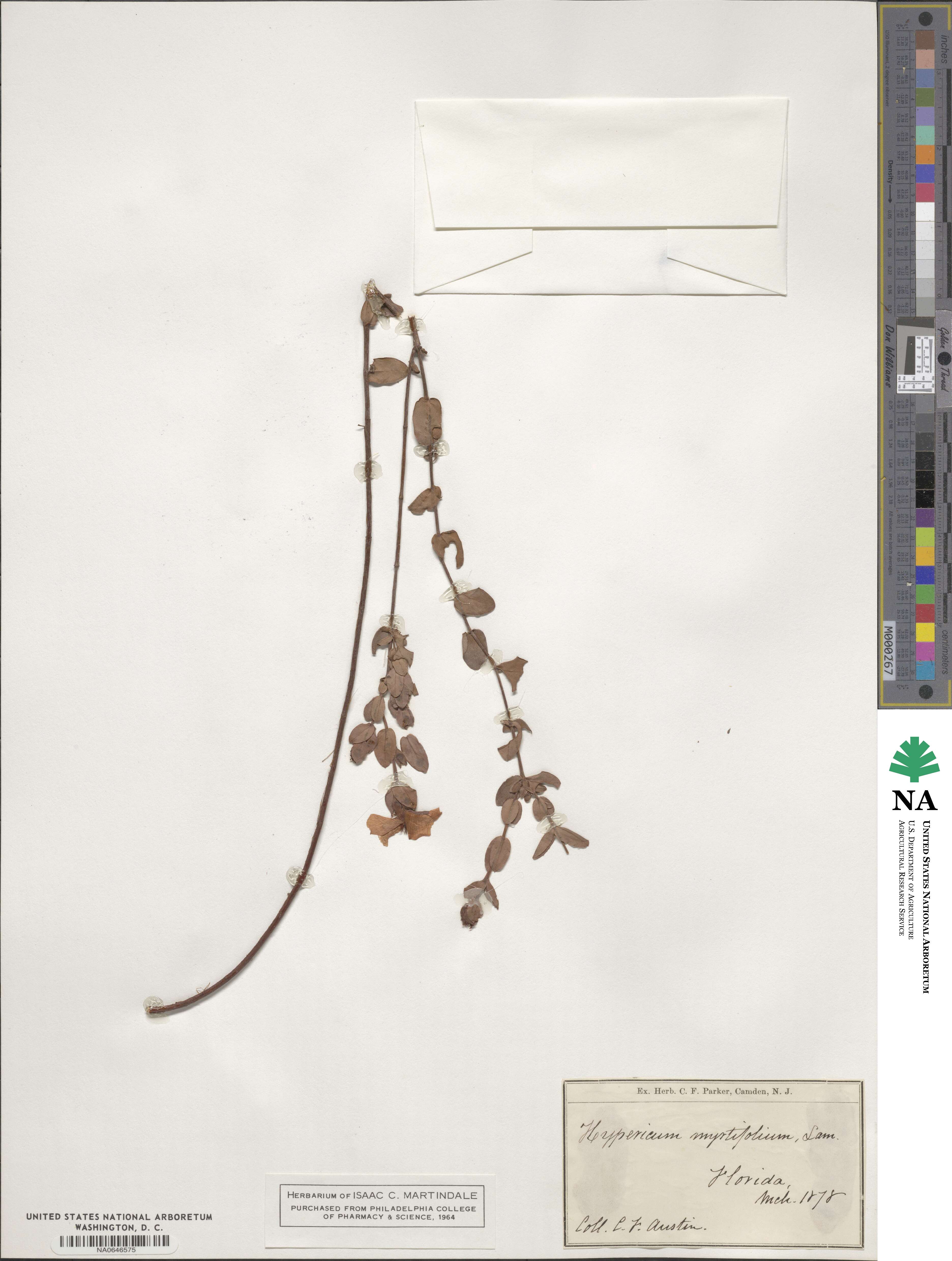 Hypericum myrtifolium image
