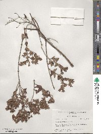 Hypericum myrtifolium image