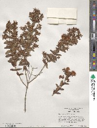 Hypericum myrtifolium image