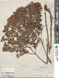 Hypericum myrtifolium image