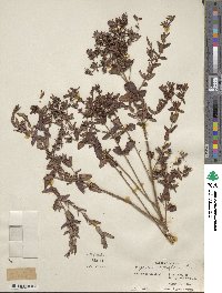 Hypericum myrtifolium image