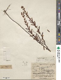 Hypericum cistifolium image