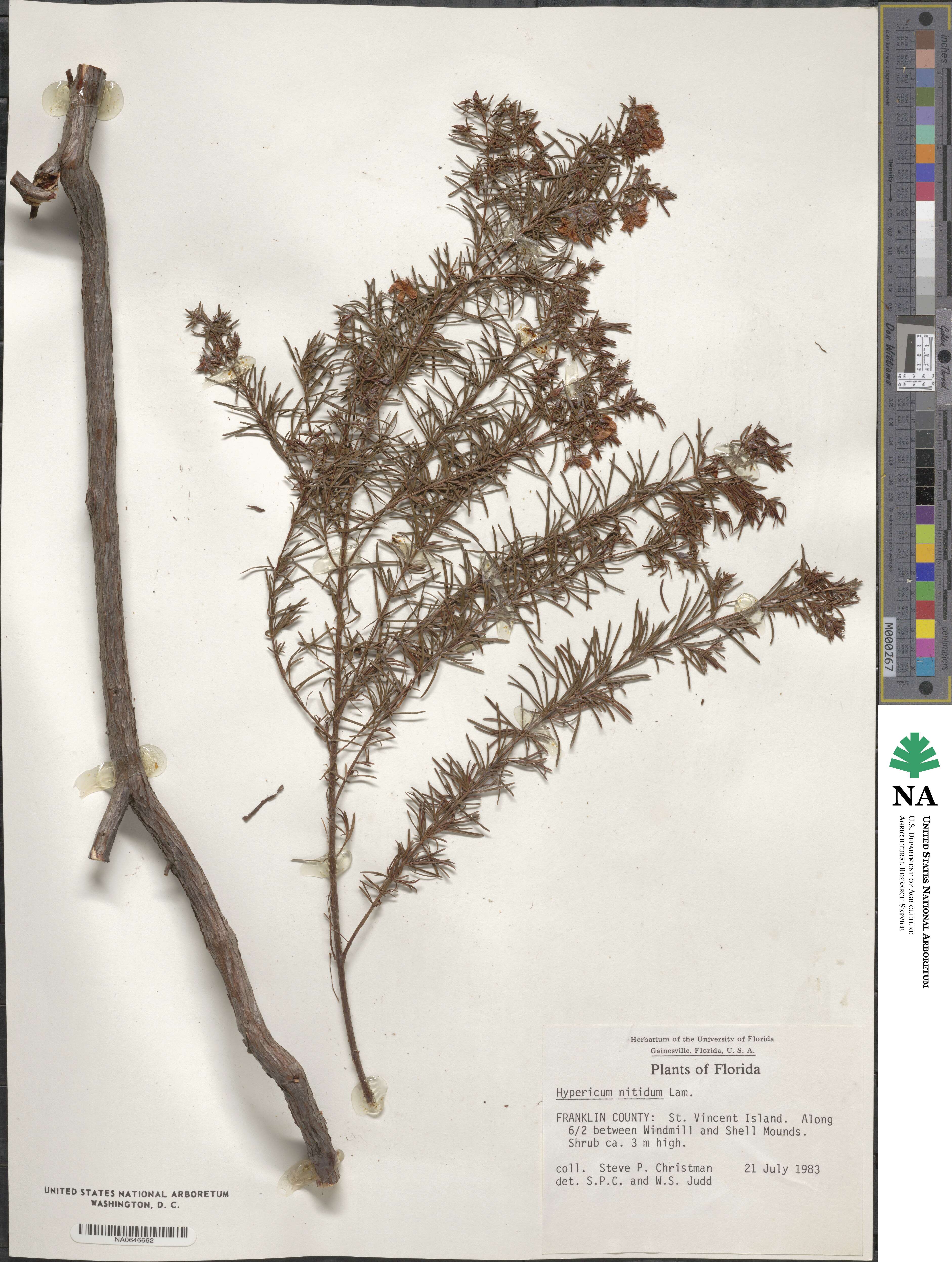 Hypericum nitidum image